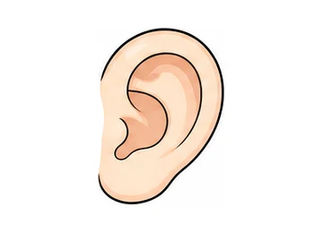 ear illustration