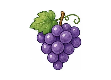 grape illustration