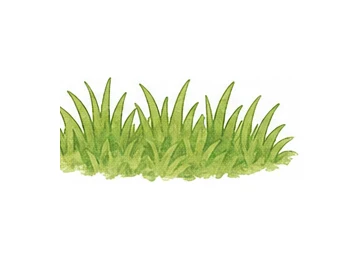 grass illustration