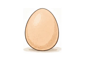 egg illustration